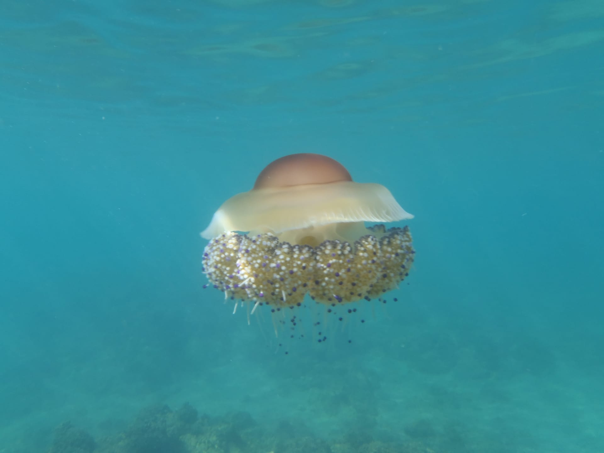 Fried Egg Jellyfish