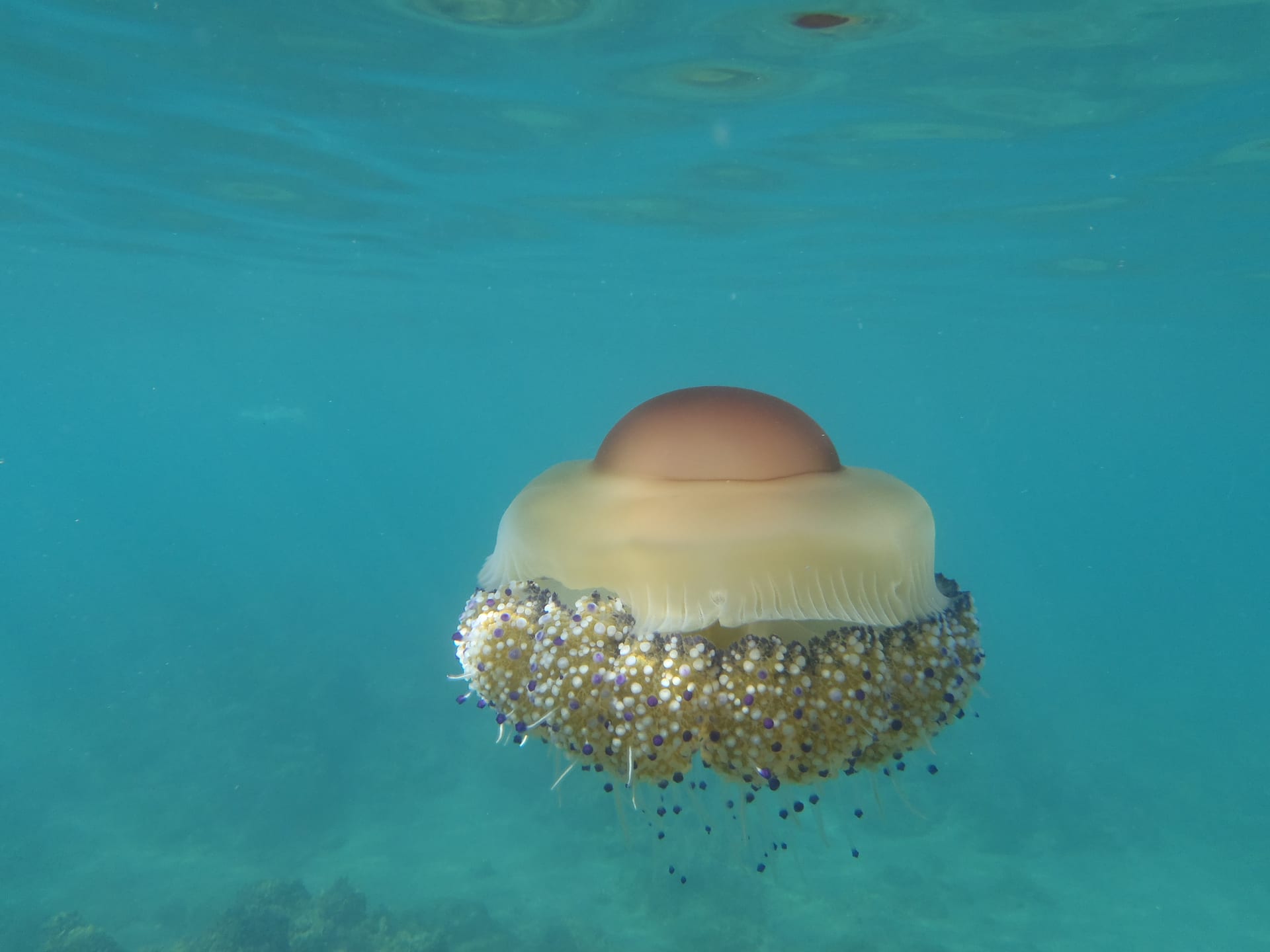 Fried Egg Jellyfish