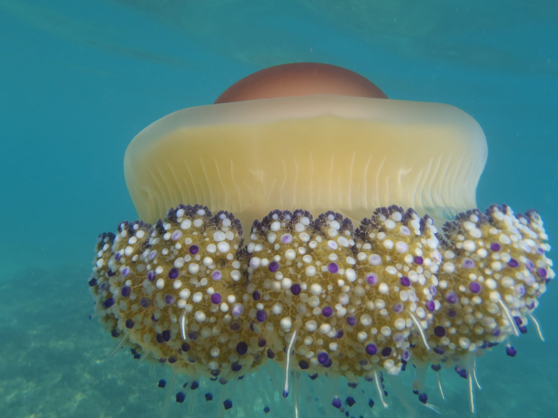 Fried Egg Jellyfish