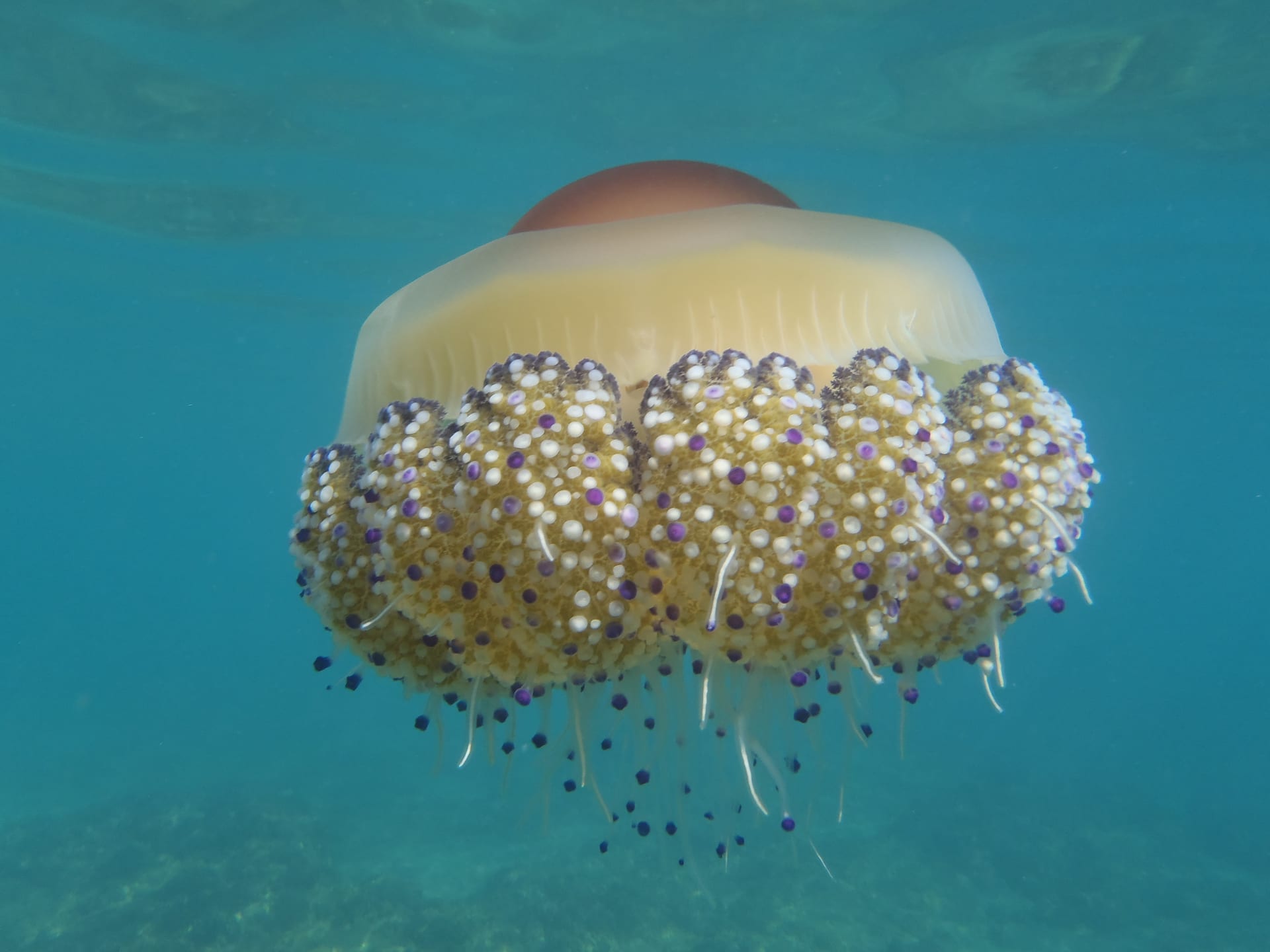 Fried Egg Jellyfish