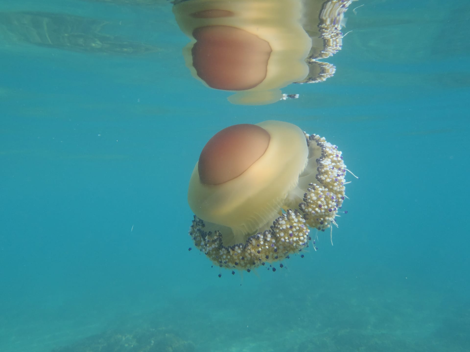 Fried Egg Jellyfish