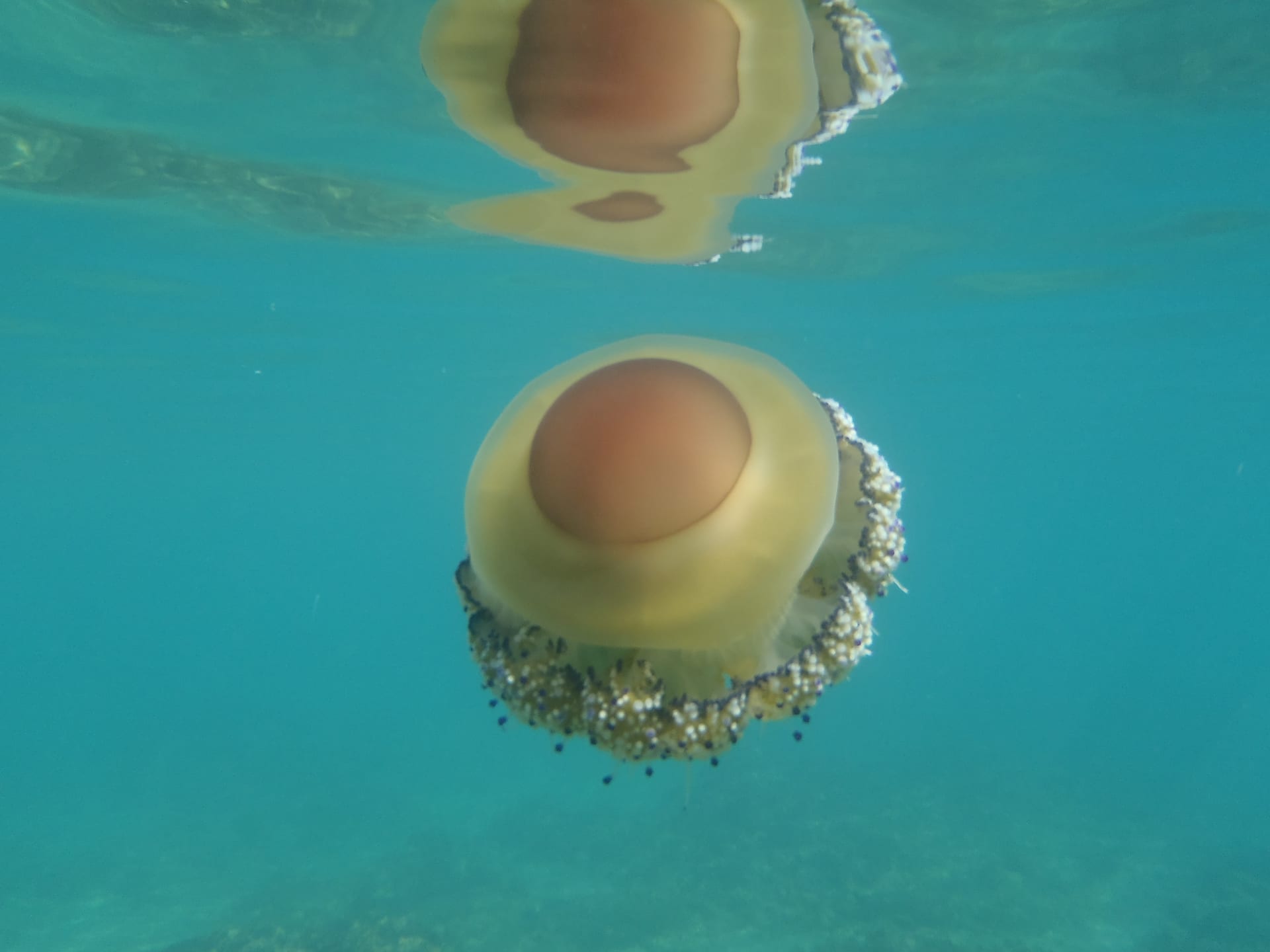 Fried Egg Jellyfish