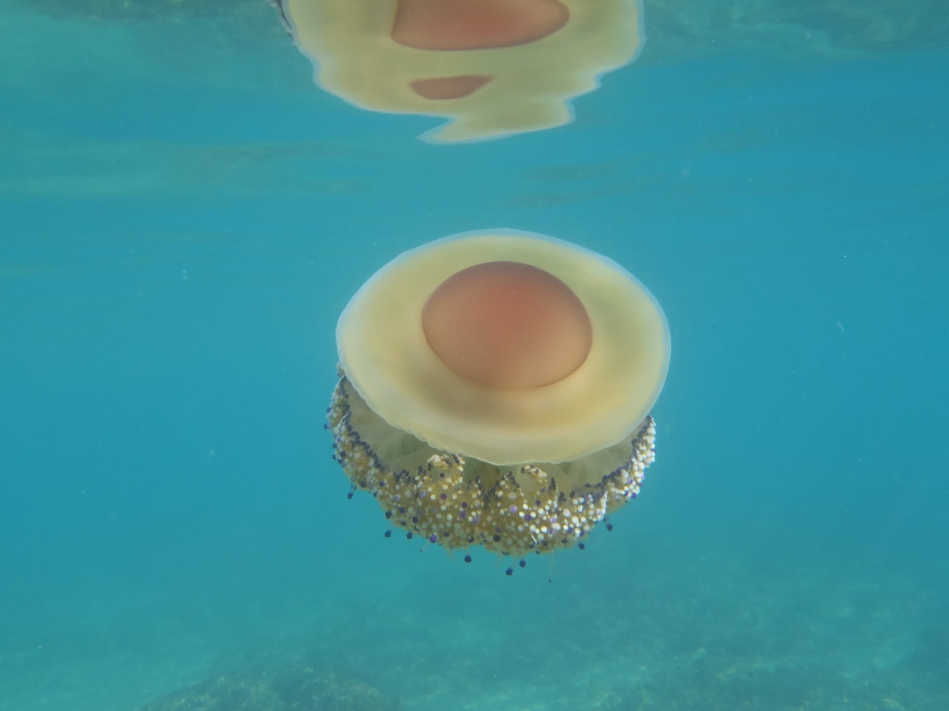 Fried Egg Jellyfish
