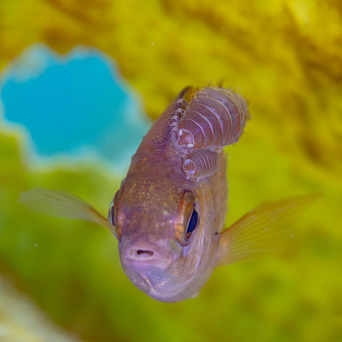 Black Seabream