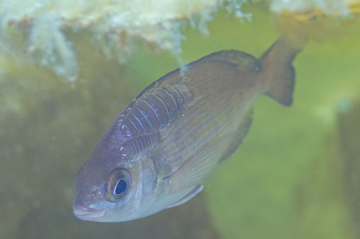 Black Seabream