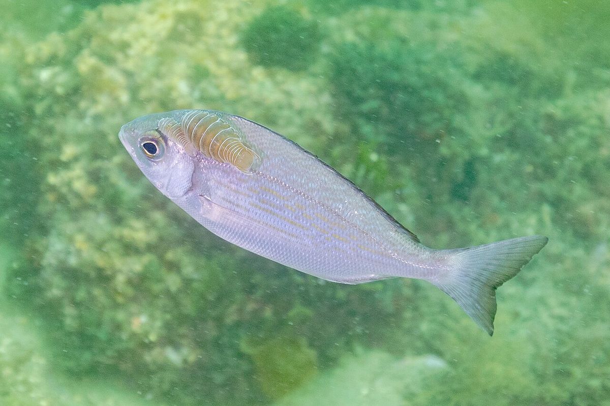 Black Seabream