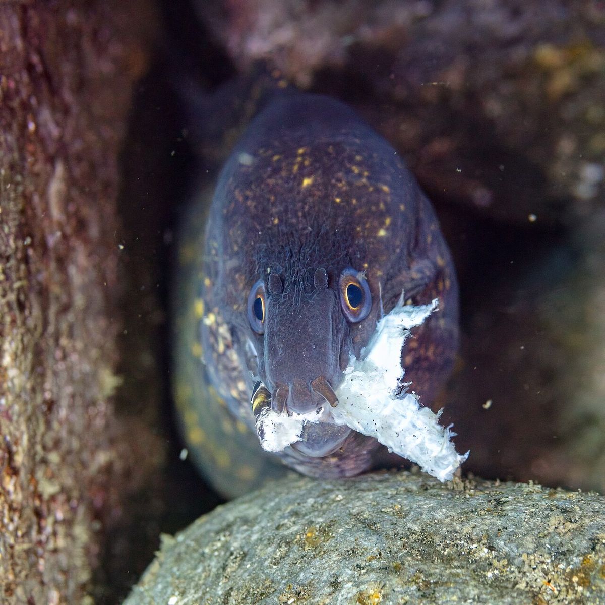 Mediterranean Moray Eel