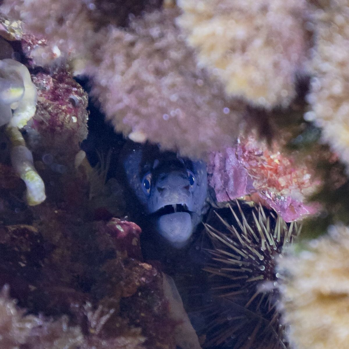 Mediterranean Moray Eel
