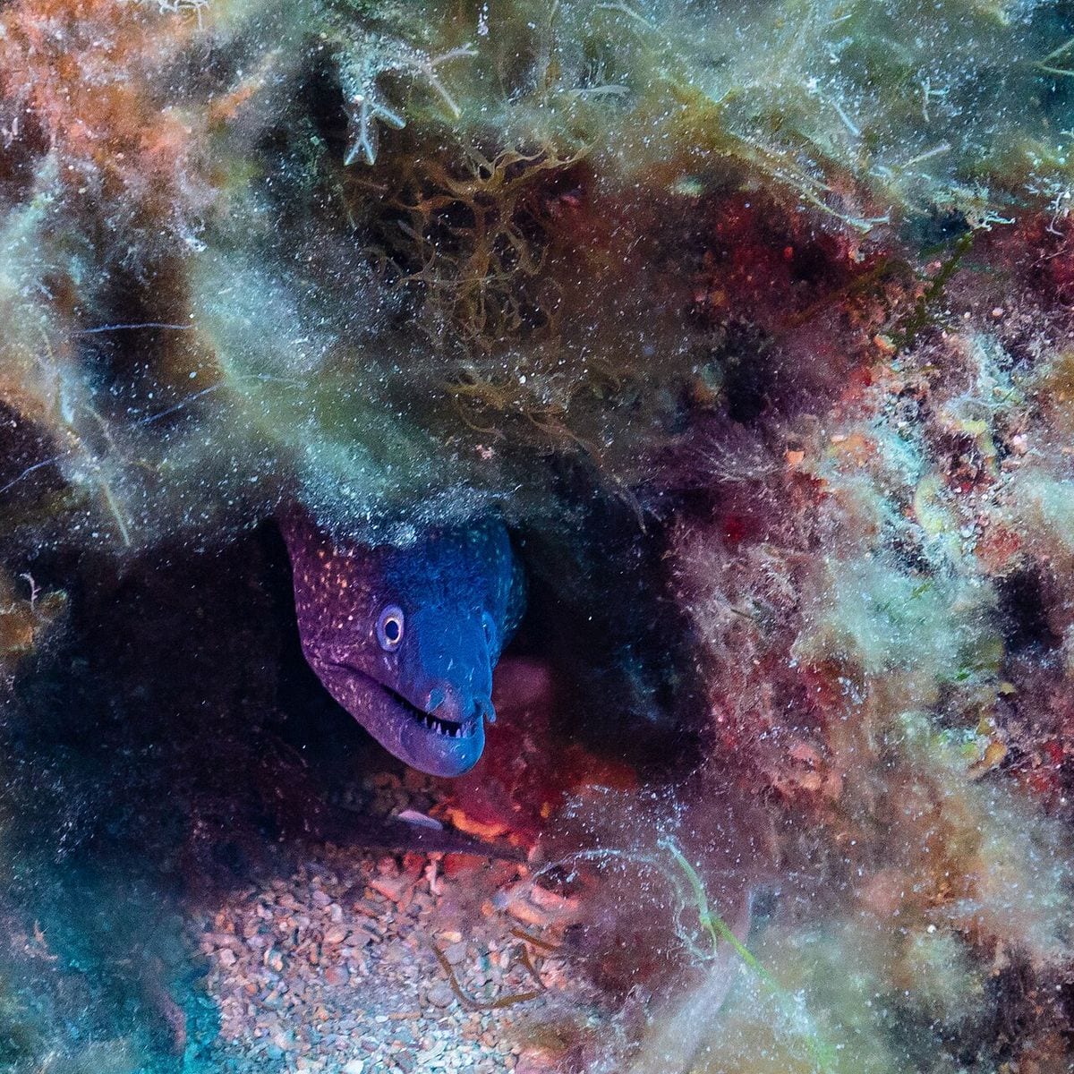 Mediterranean Moray Eel