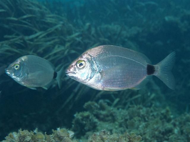Annular Seabream