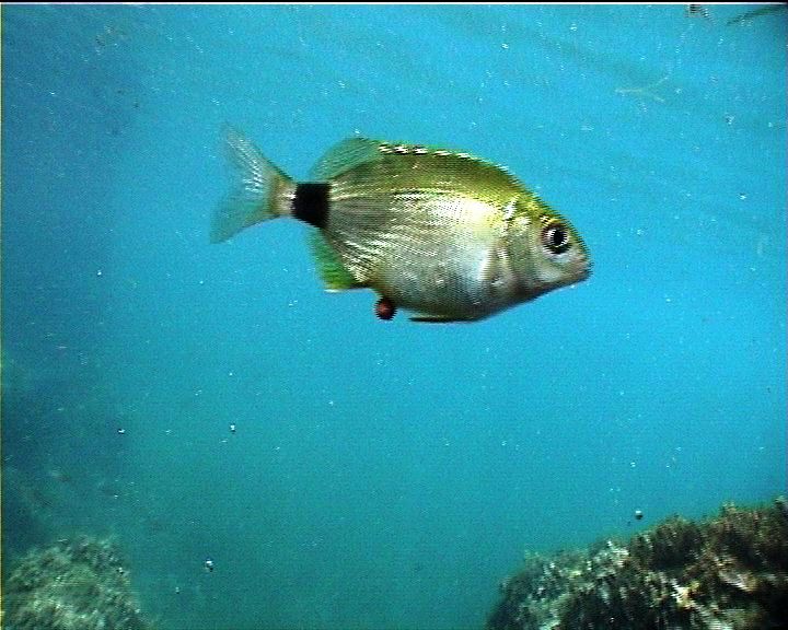 Annular Seabream