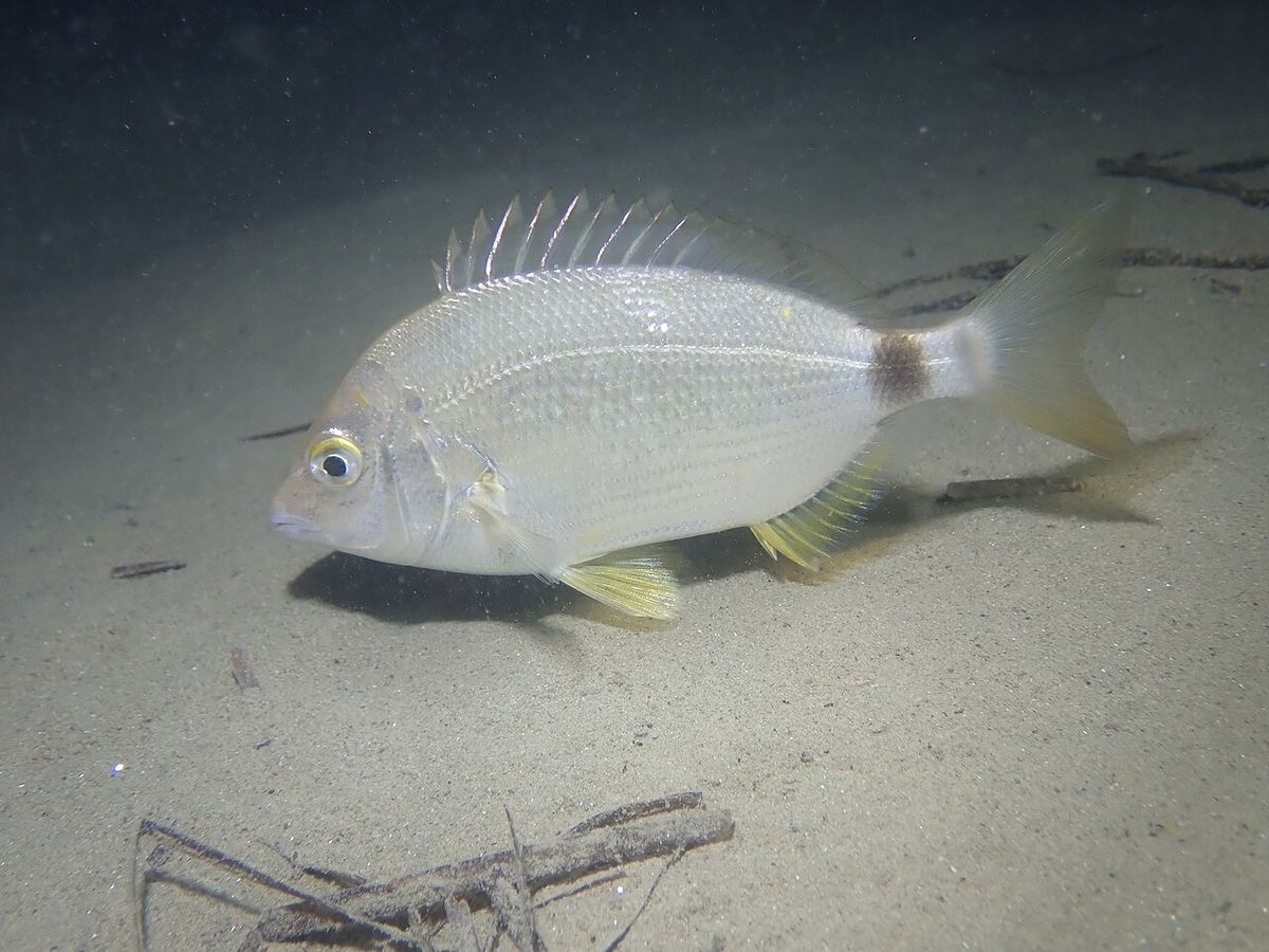 Annular Seabream