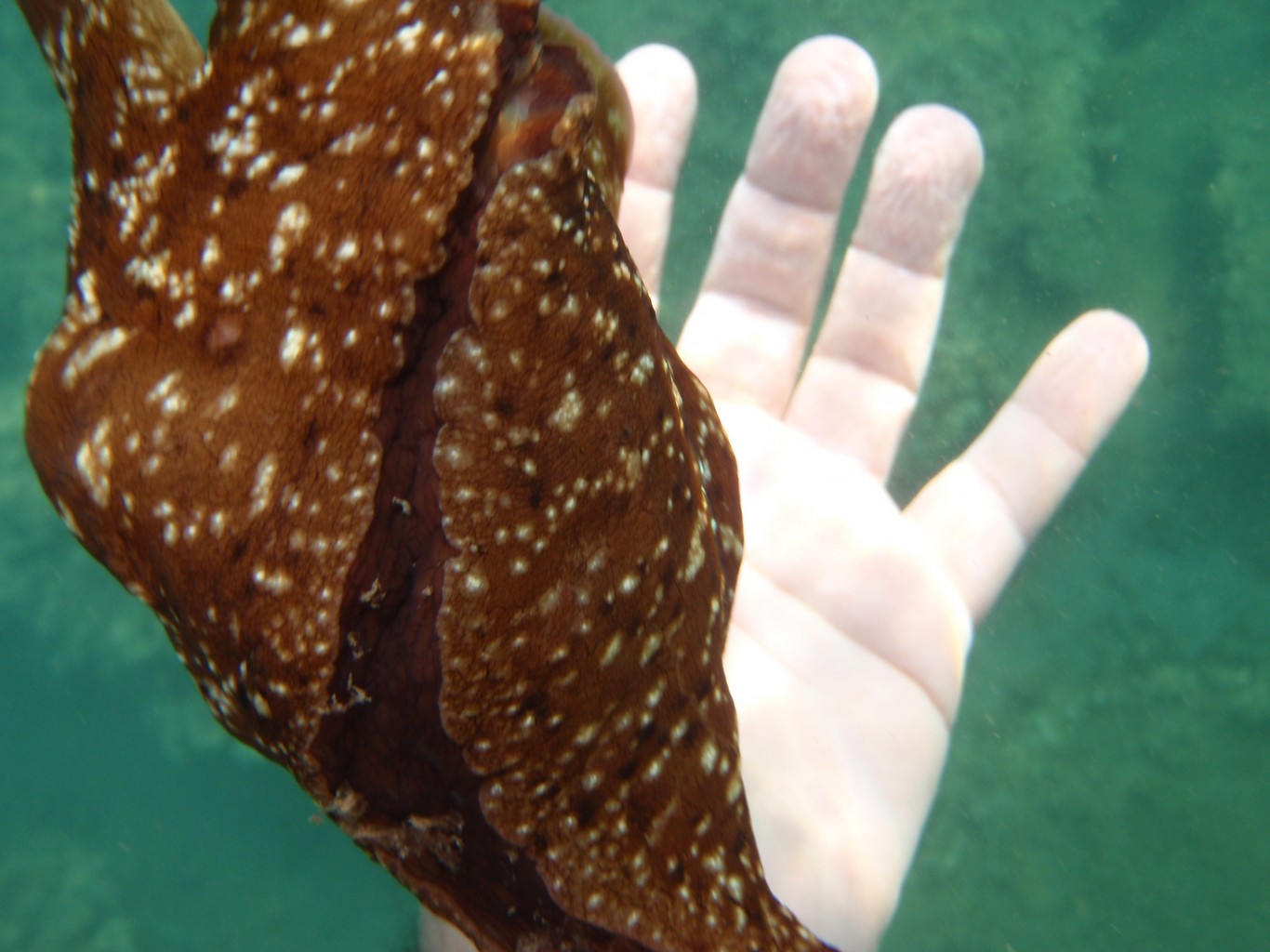 Sea Hare
