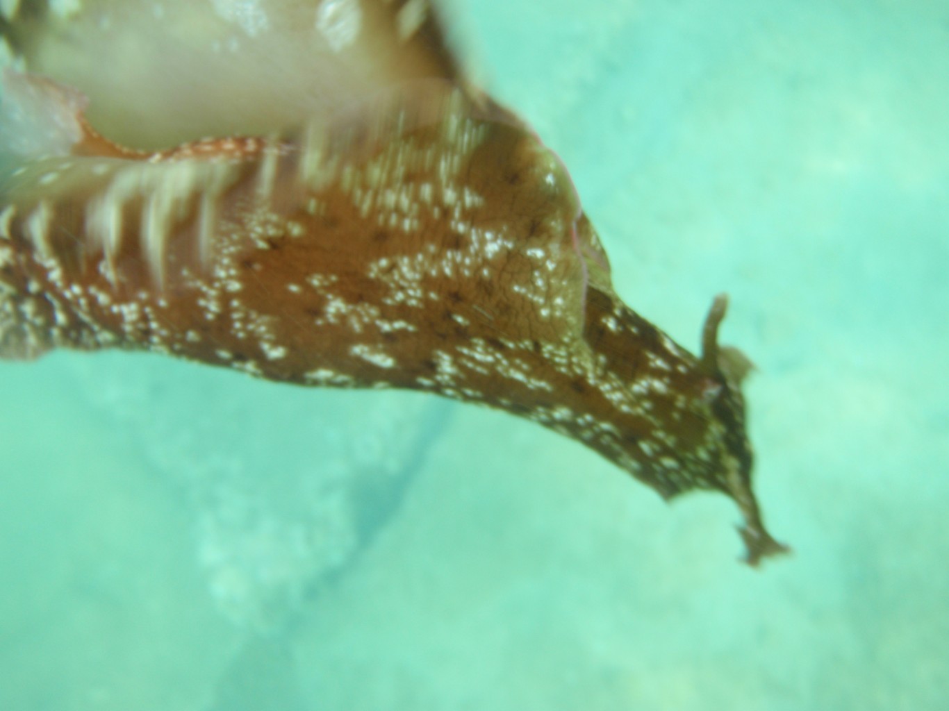 Sea Hare