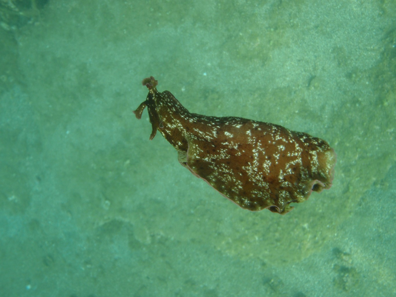Sea Hare