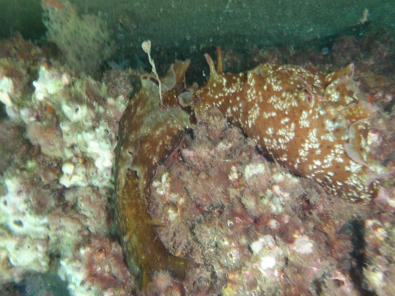 Sea Hare