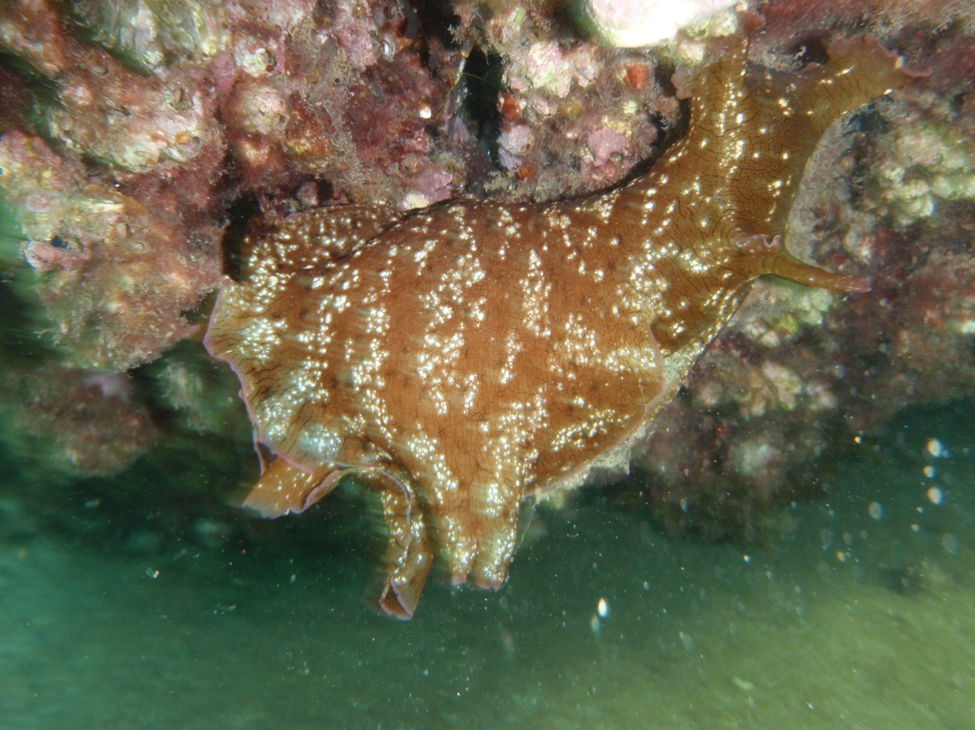 Sea Hare