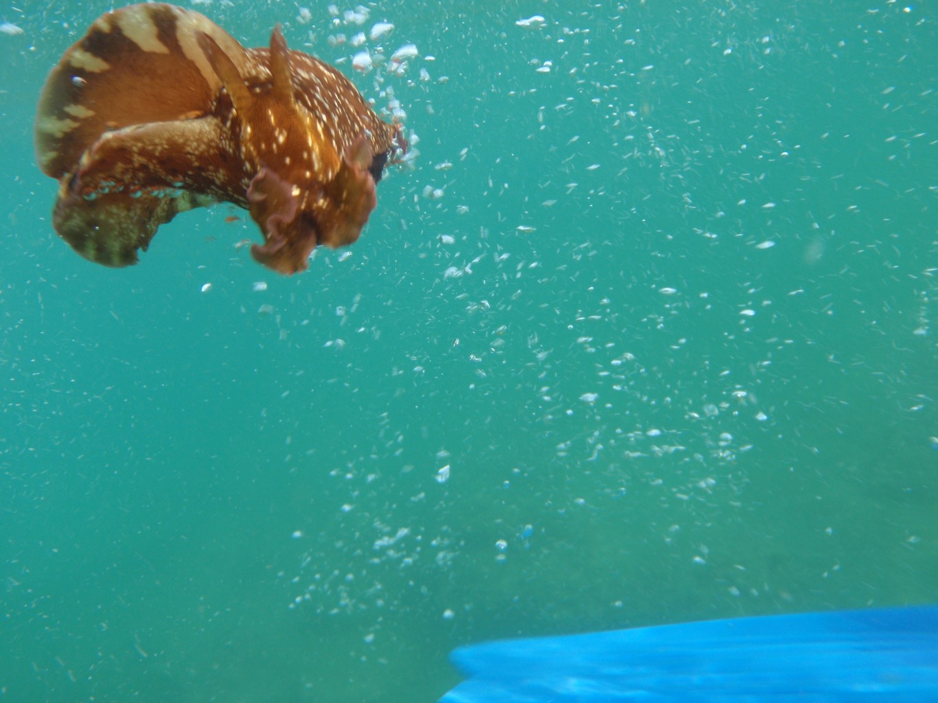 Sea Hare