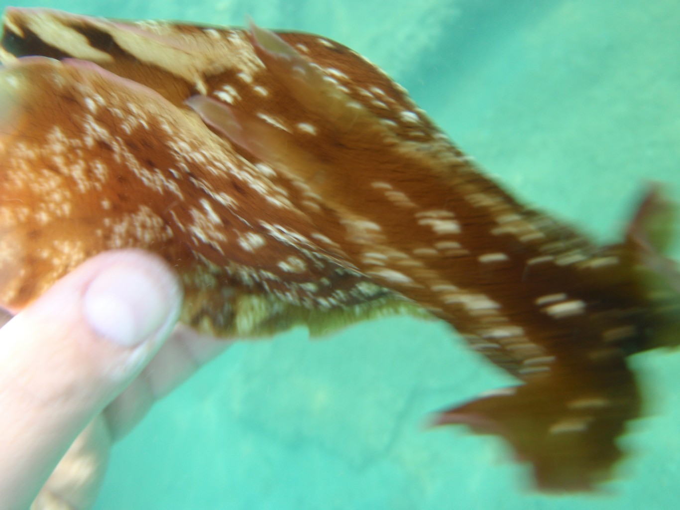 Sea Hare
