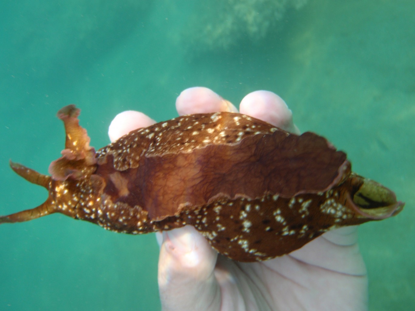 Sea Hare