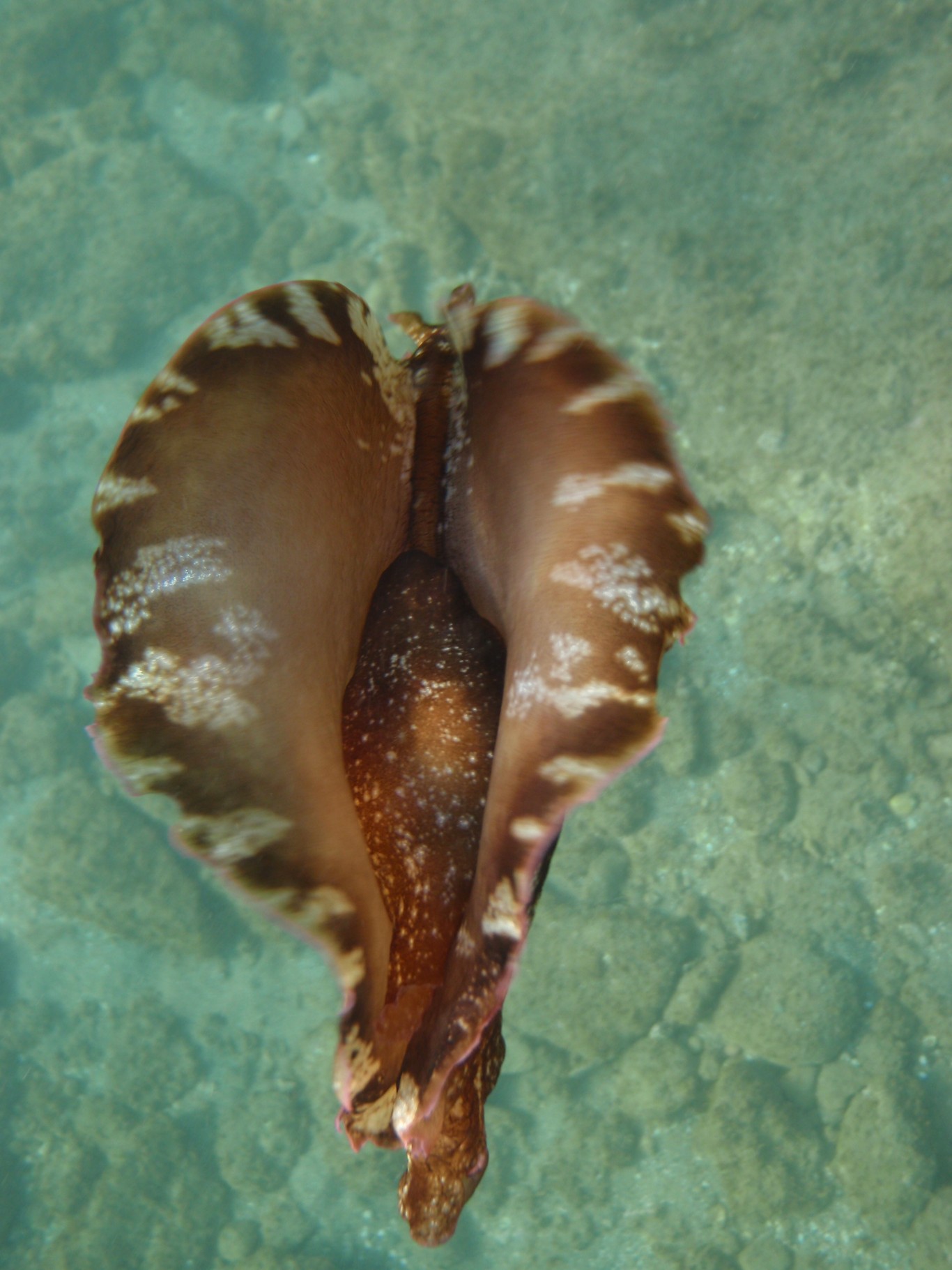 Sea Hare