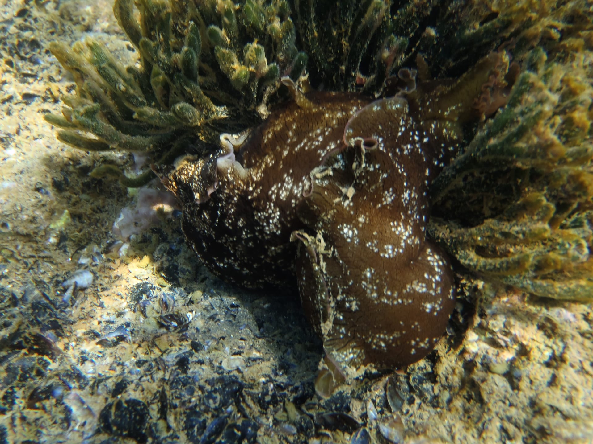 Sea Hare
