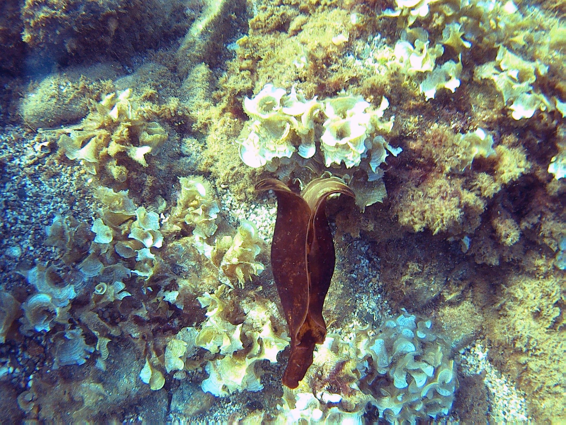 Sea Hare