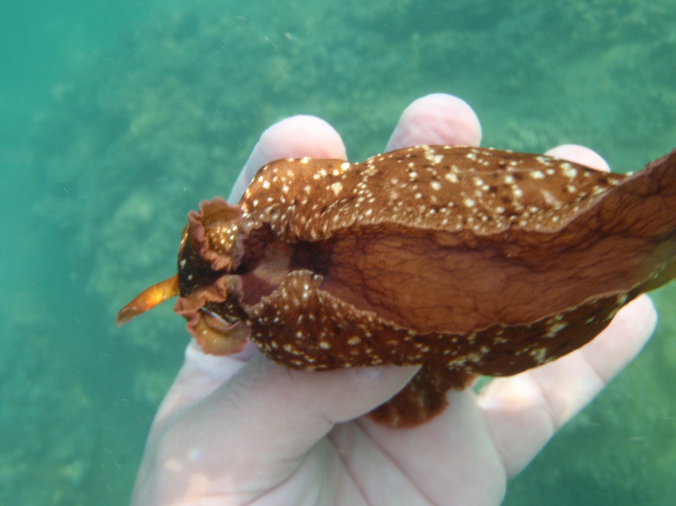 Sea Hare