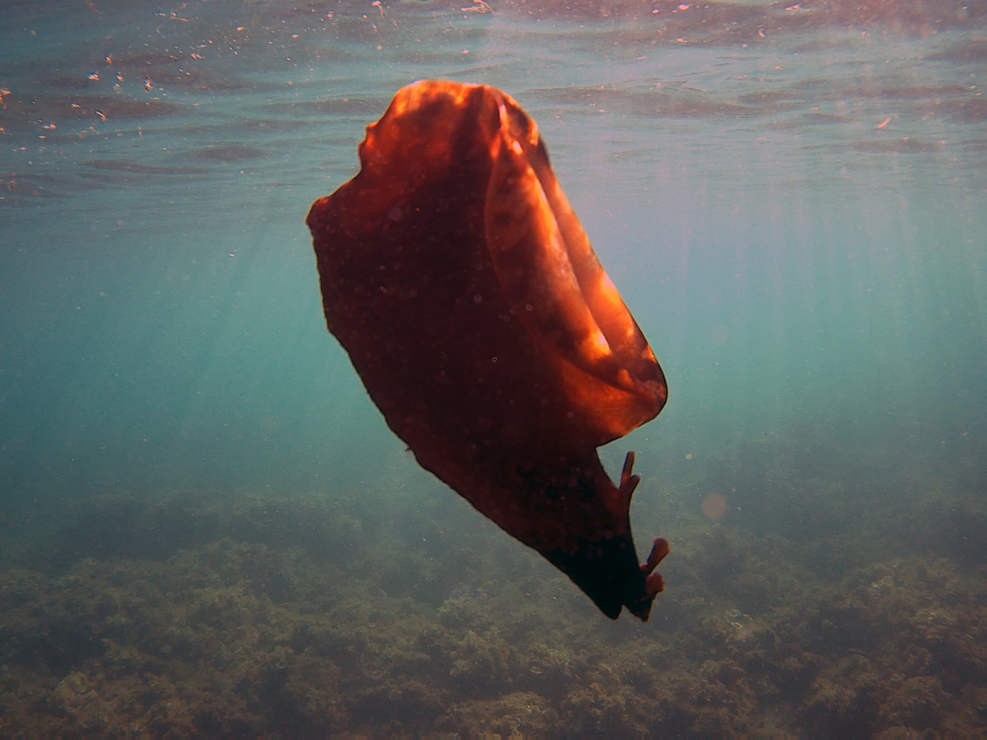 Sea Hare