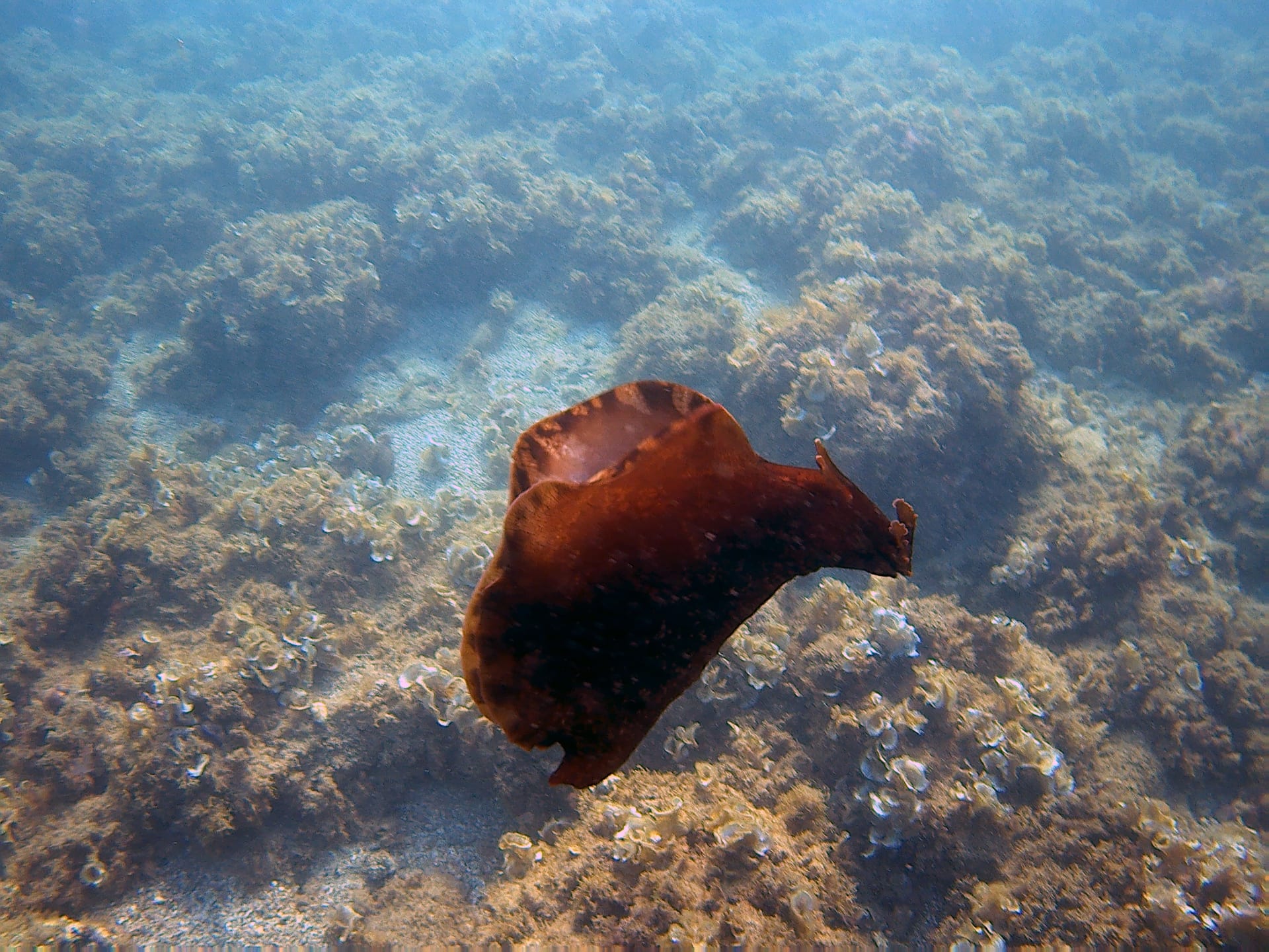 Sea Hare