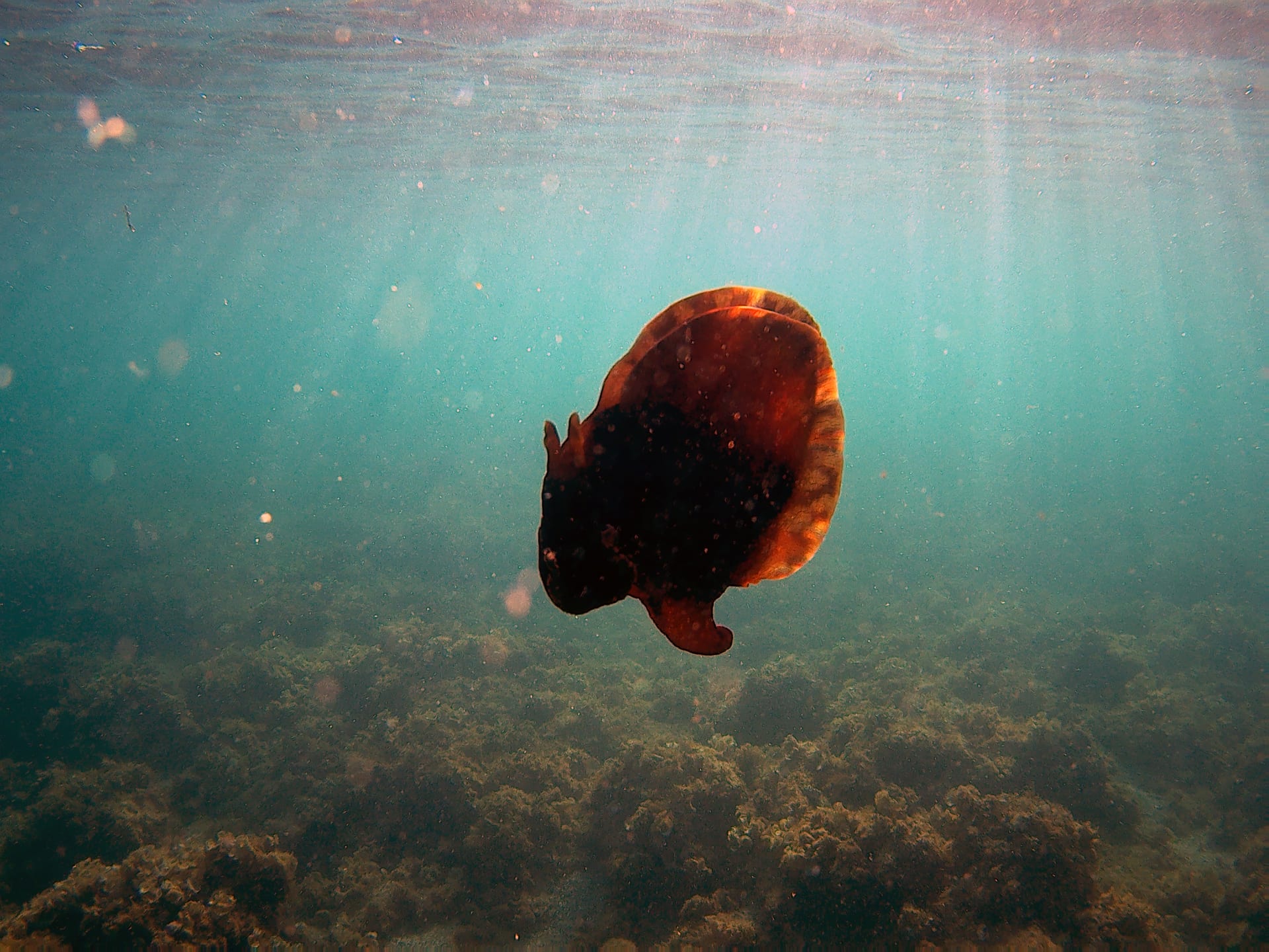 Sea Hare