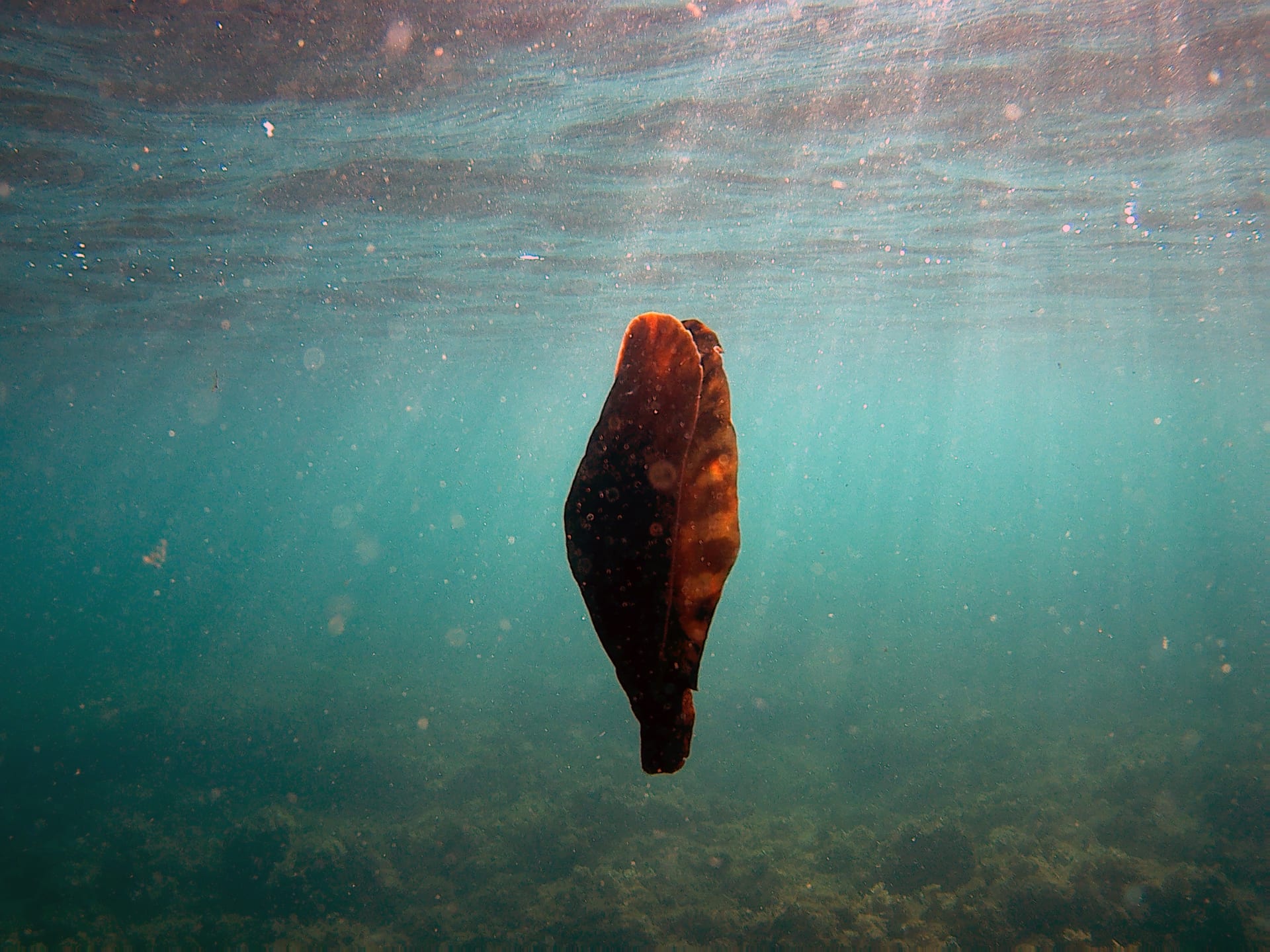 Sea Hare