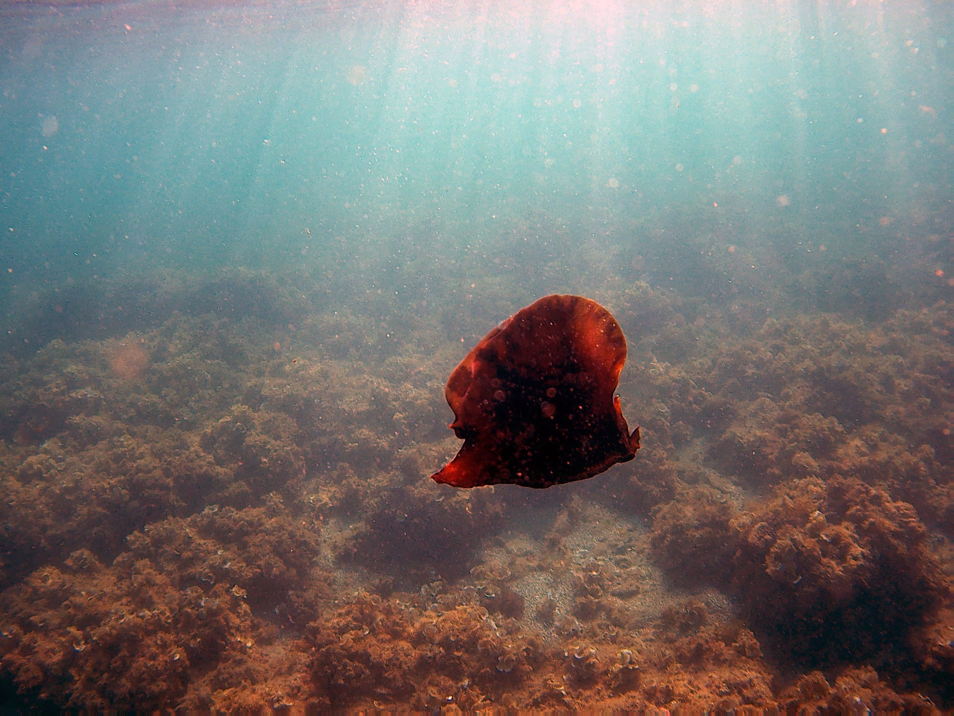 Sea Hare