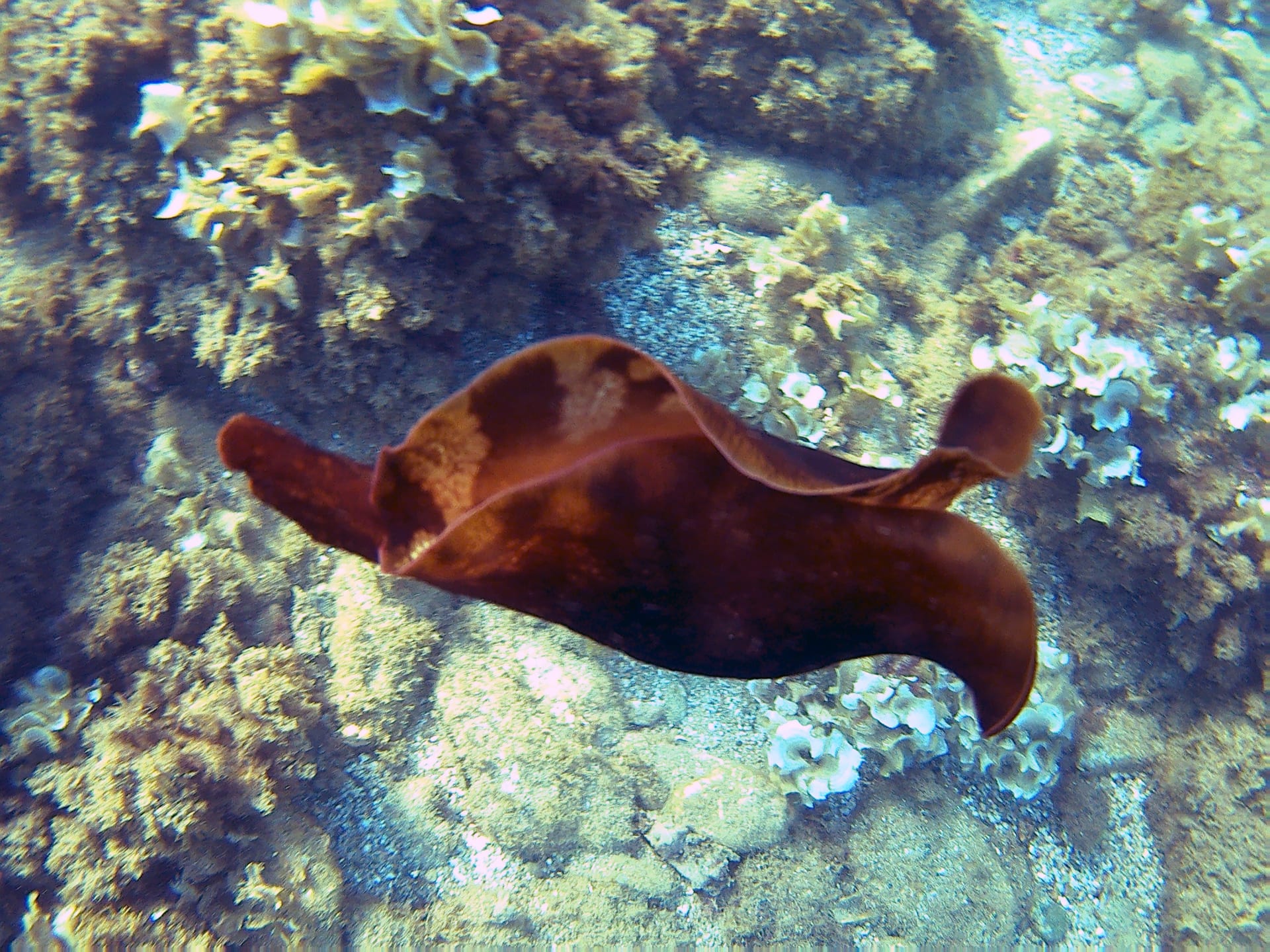 Sea Hare