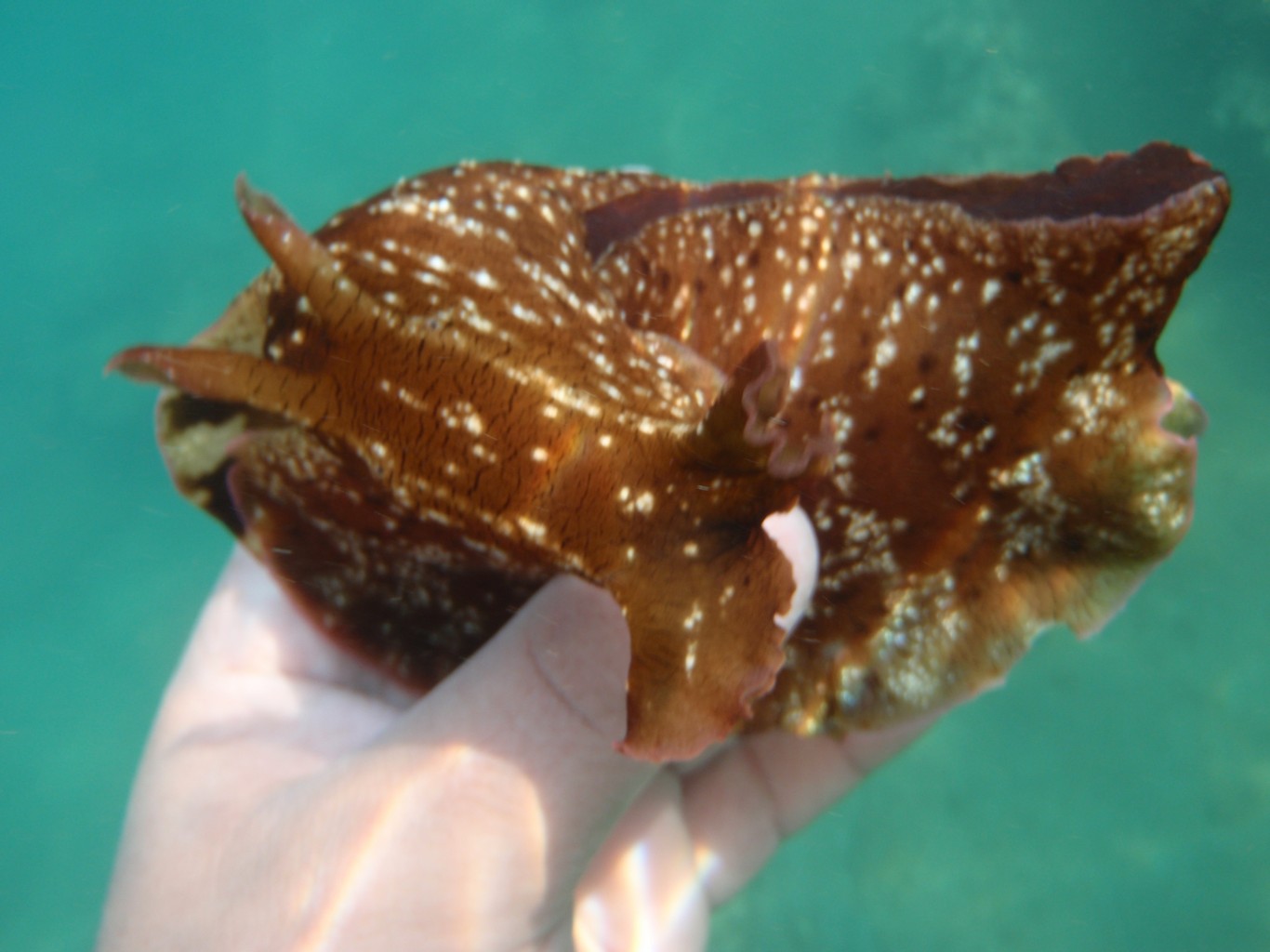 Sea Hare
