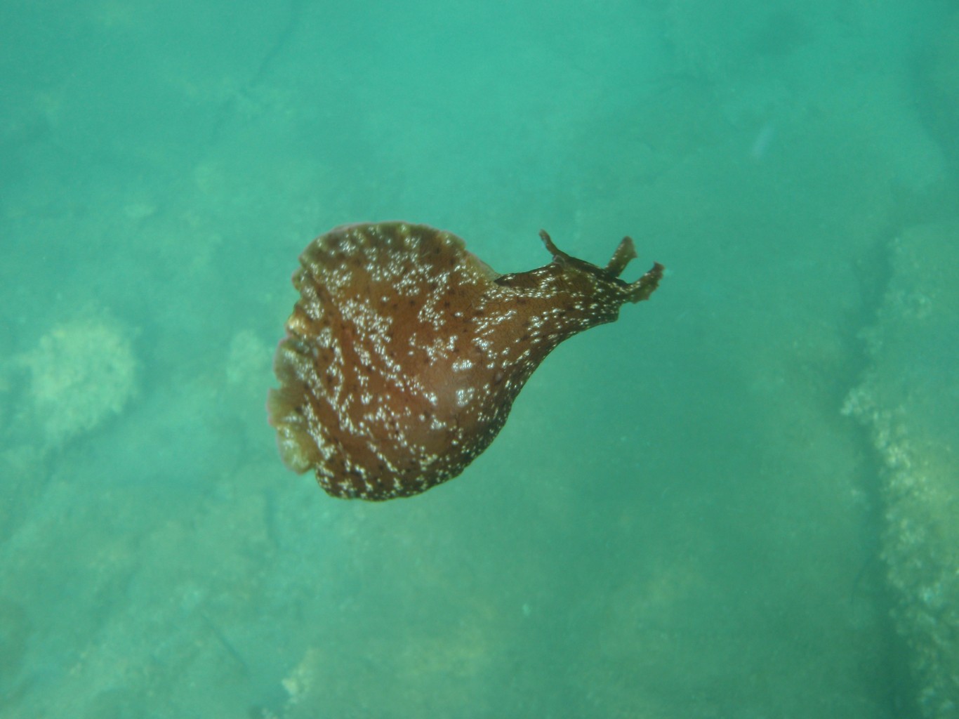 Sea Hare