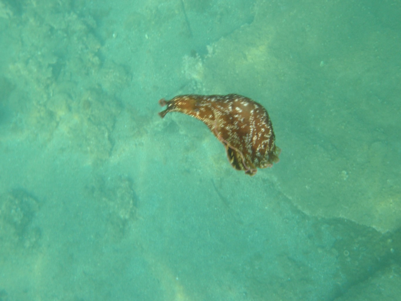 Sea Hare
