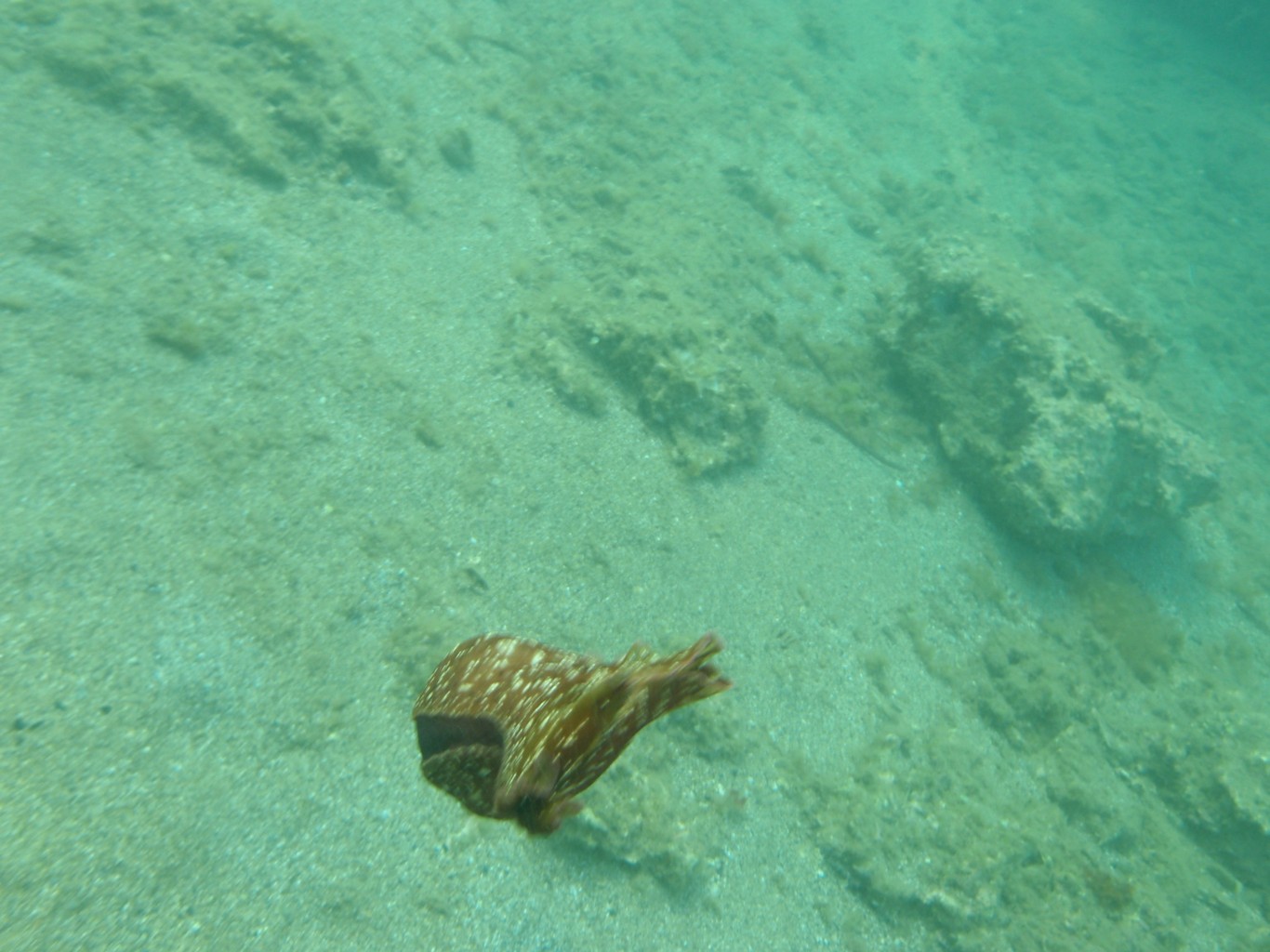 Sea Hare