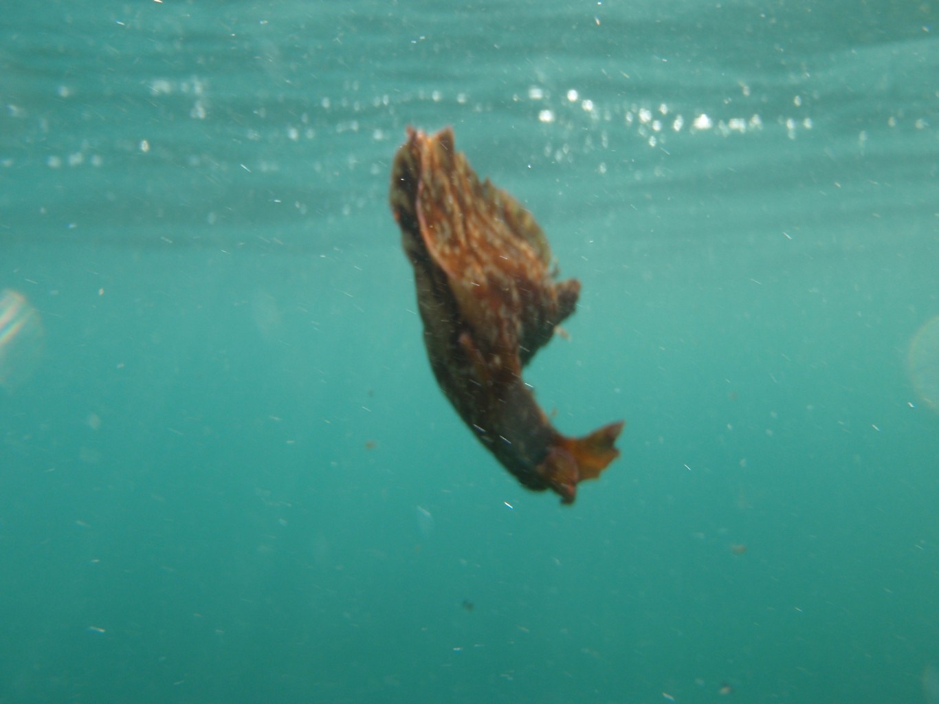 Sea Hare