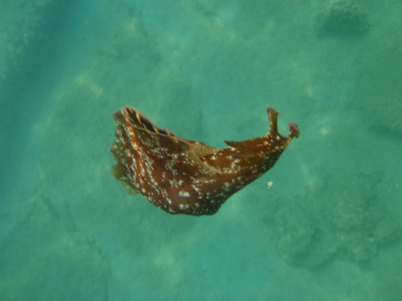 Sea Hare