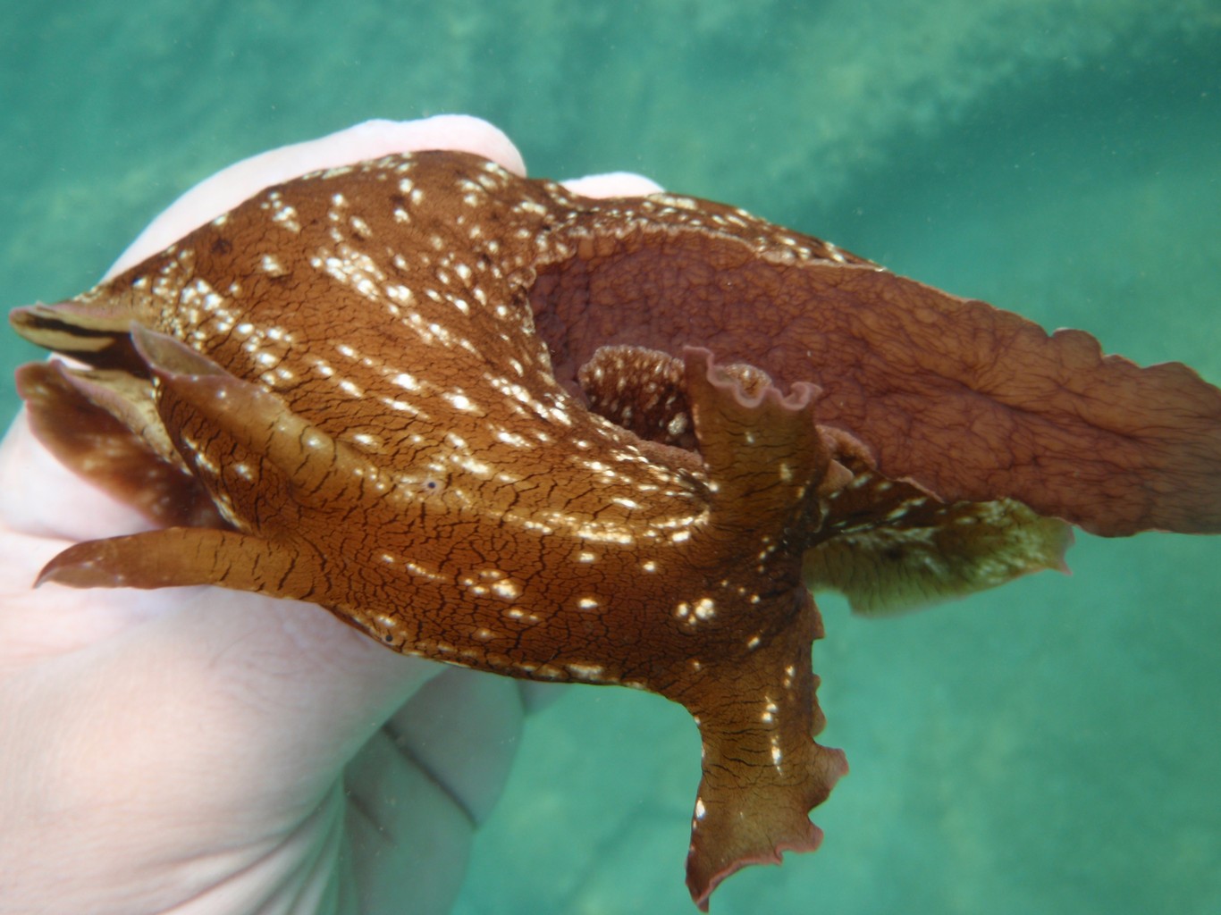 Sea Hare