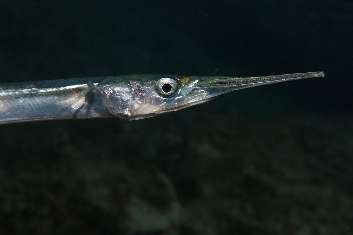Garfish