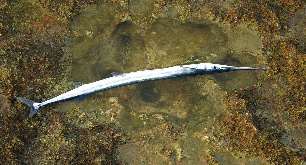 Garfish
