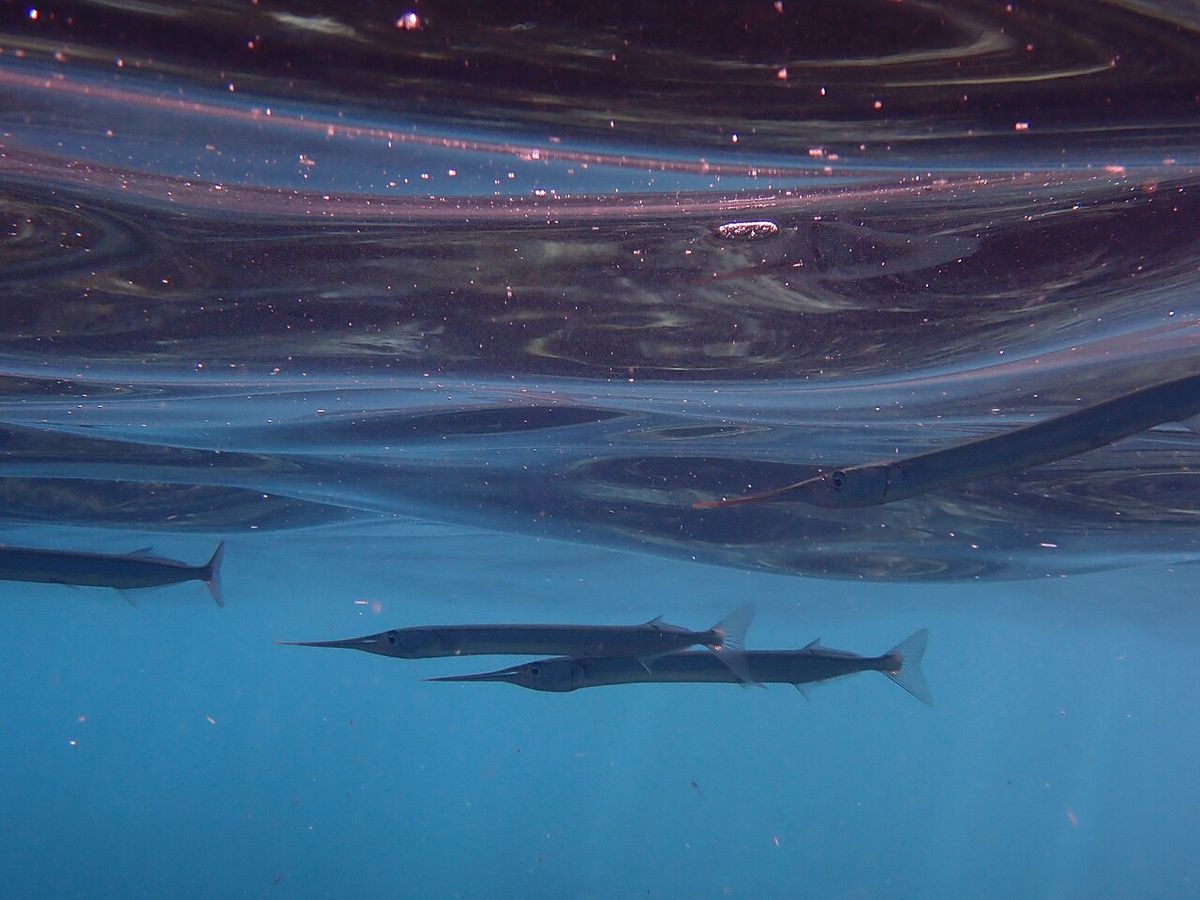 Garfish