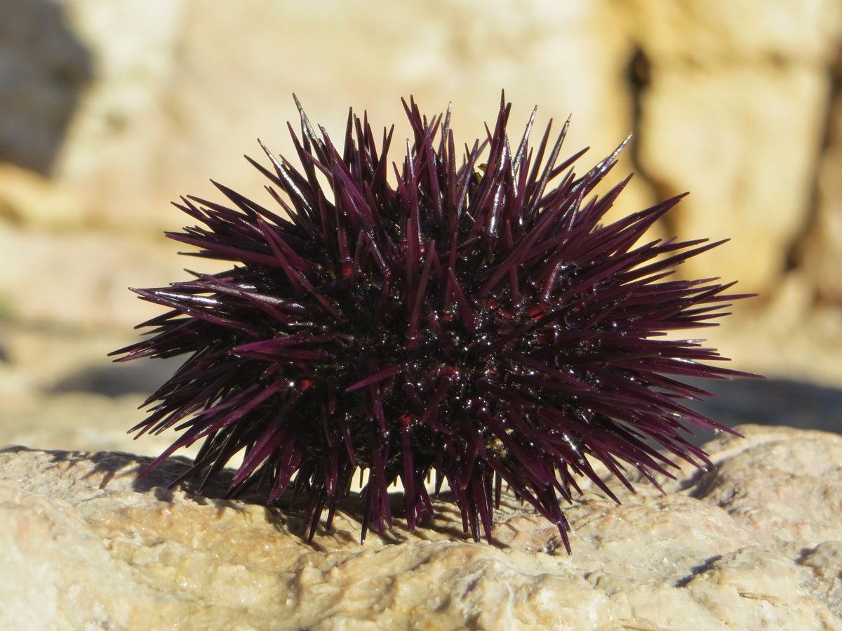 Αχινός